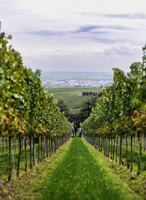 Weinberge von Philipp Kuhn in Laumersheim: Im Französischen nennt man Böden, wie sie hier anzutreffen sind, »argilo-calcaire«.