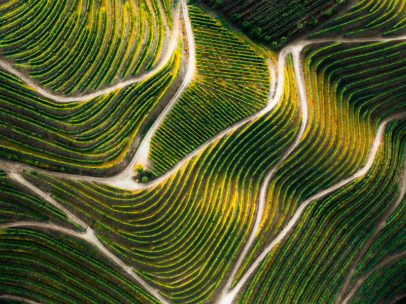 Das Alto Douro mit seinen eindrücklichen Rebterrassen gehört seit 2001 zum UNESCO-Welterbe.