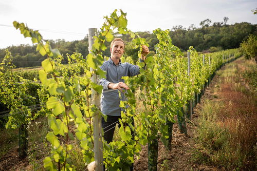 Michael Kirchknopf aus Eisenstadt zählt heute zu den besten Burgunder-Adressen im Burgenland.