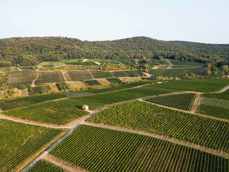 Aus Schweigen in der Südpfalz kommt der zweitplatzierte Wein: »Opus Oskar«, ein Dauergast auf dem Podium der Sauvignon-Blanc-Trophy.