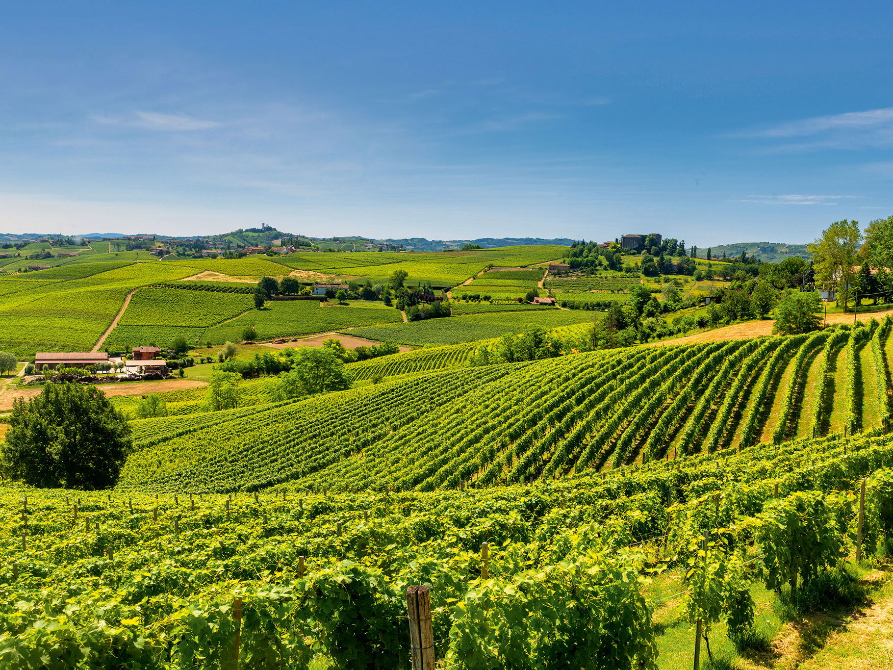 Wie Wellen ziehen sich die Barbera-Weinberge bei Asti und Nizza Monferrato über die sanften Hügel. 