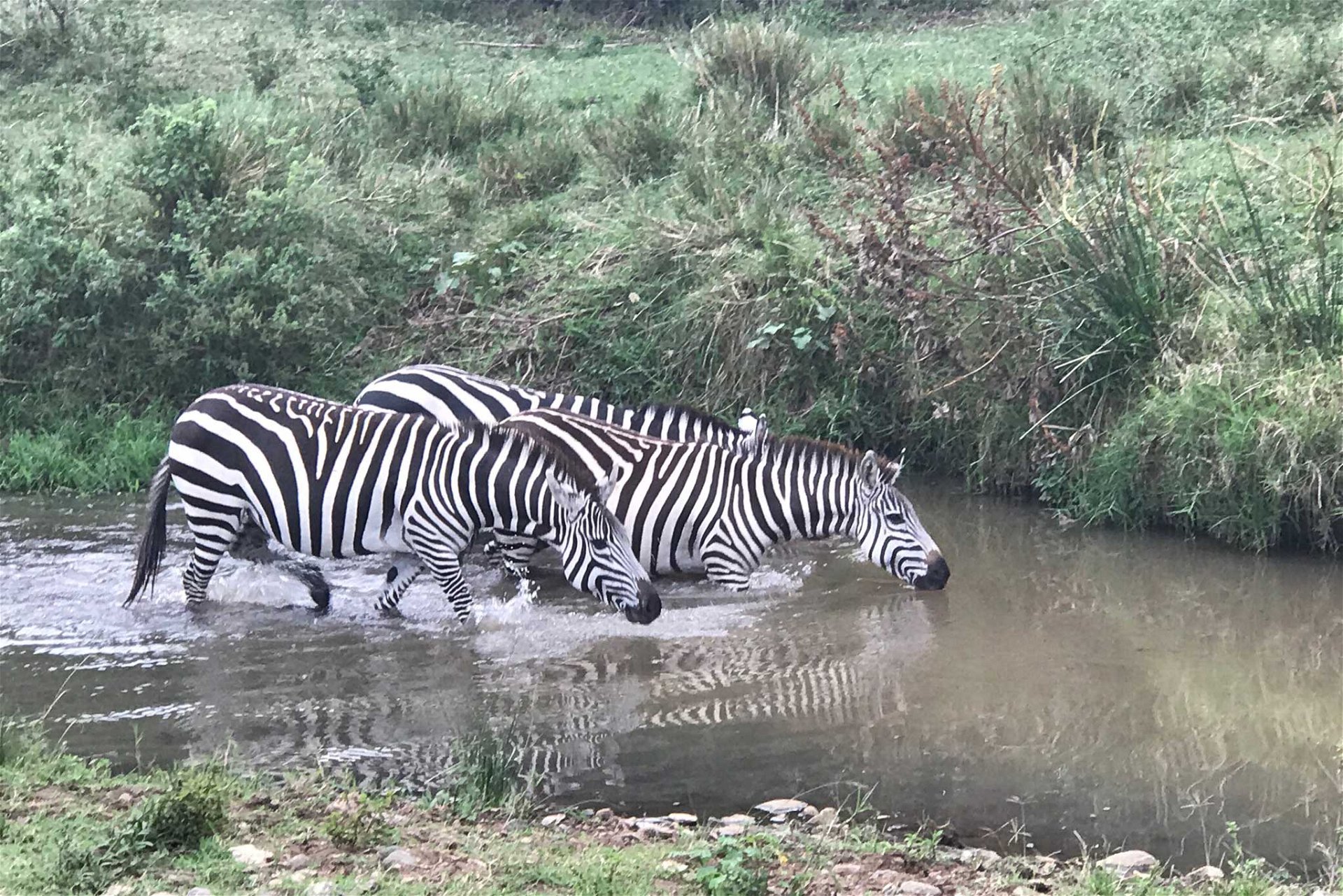 Zebras beim Durchqueren eines Flusses. 