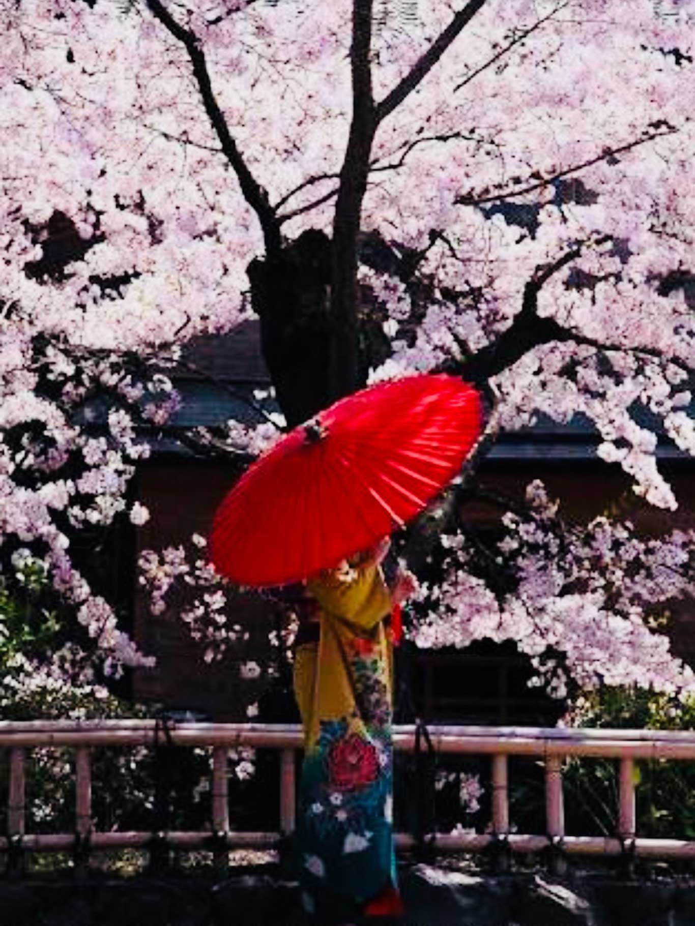 Die berühmten japanischen Kirschblüten in voller Pracht. 