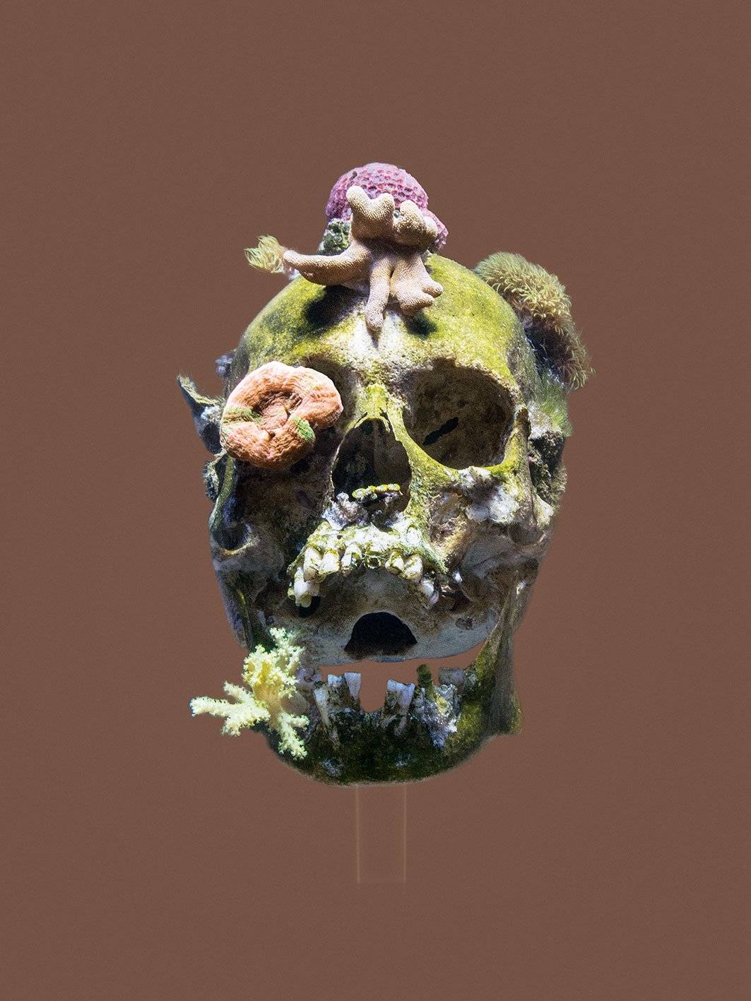 Neues Leben aus dem Kreislauf der Natur: Koralle ernährt sich von Totenkopf in Mathias Kesslers »Nowhere to Be Found«, 2010, im Dom Museum Wien.