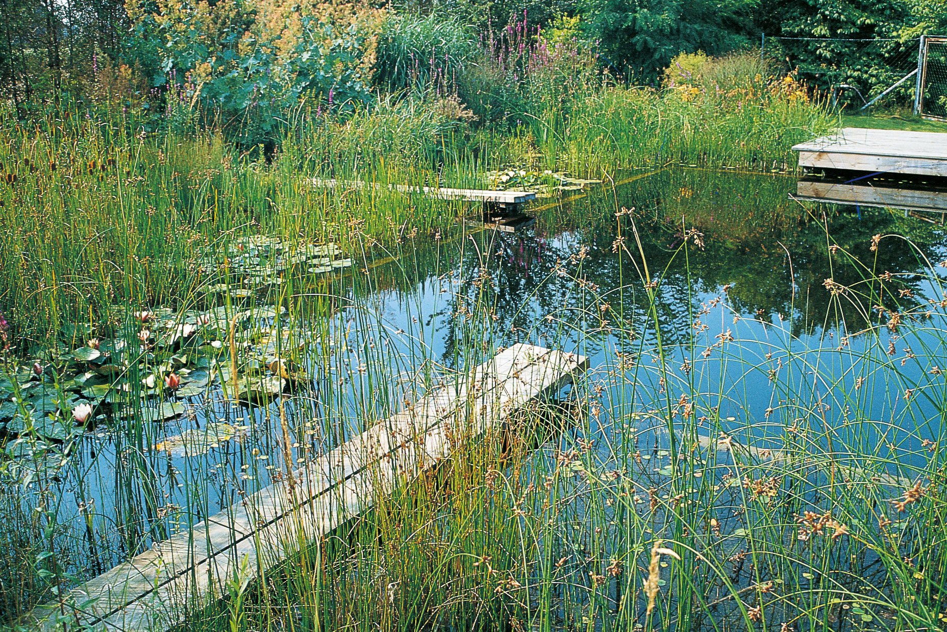 Flachwasserschönheit: Die Teichsimse ist eine natürliche Kläranlage, sie ermöglicht, das Wasser klar und rein zu halten. Und ist außerdem ziemlich dekorativ. praskac.at