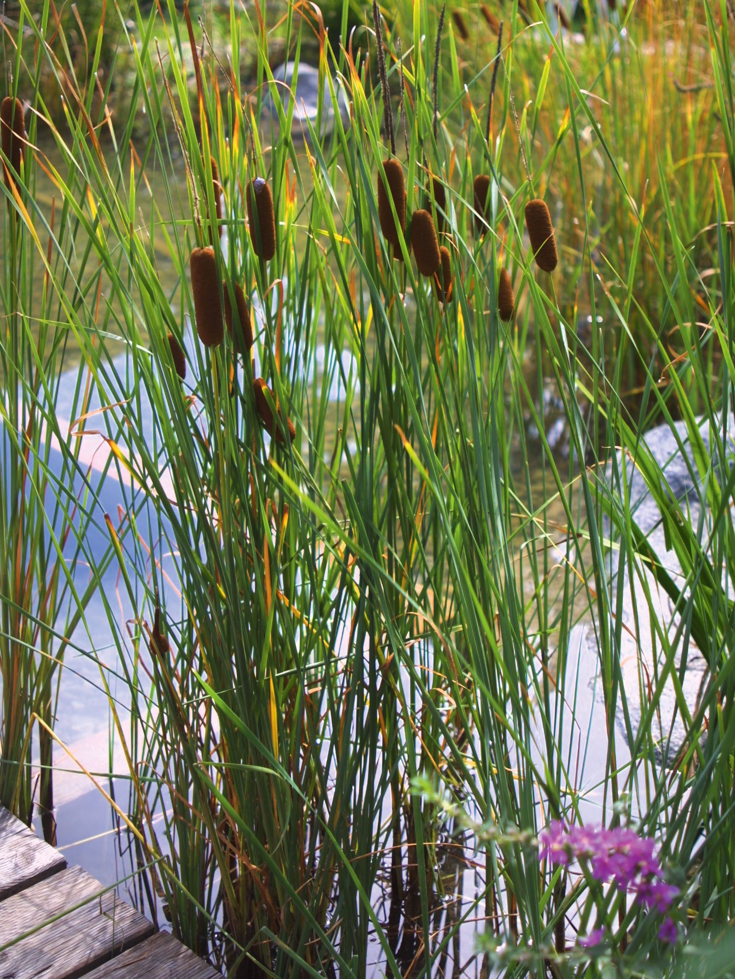 Bioreinigungskraft: Der Schmalblättrige Rohrkolben ist eine Sumpfpflanze, die wasser-klärend wirkt. Er hält das biologische Gleichgewicht in Gewässern aufrecht. praskac.at