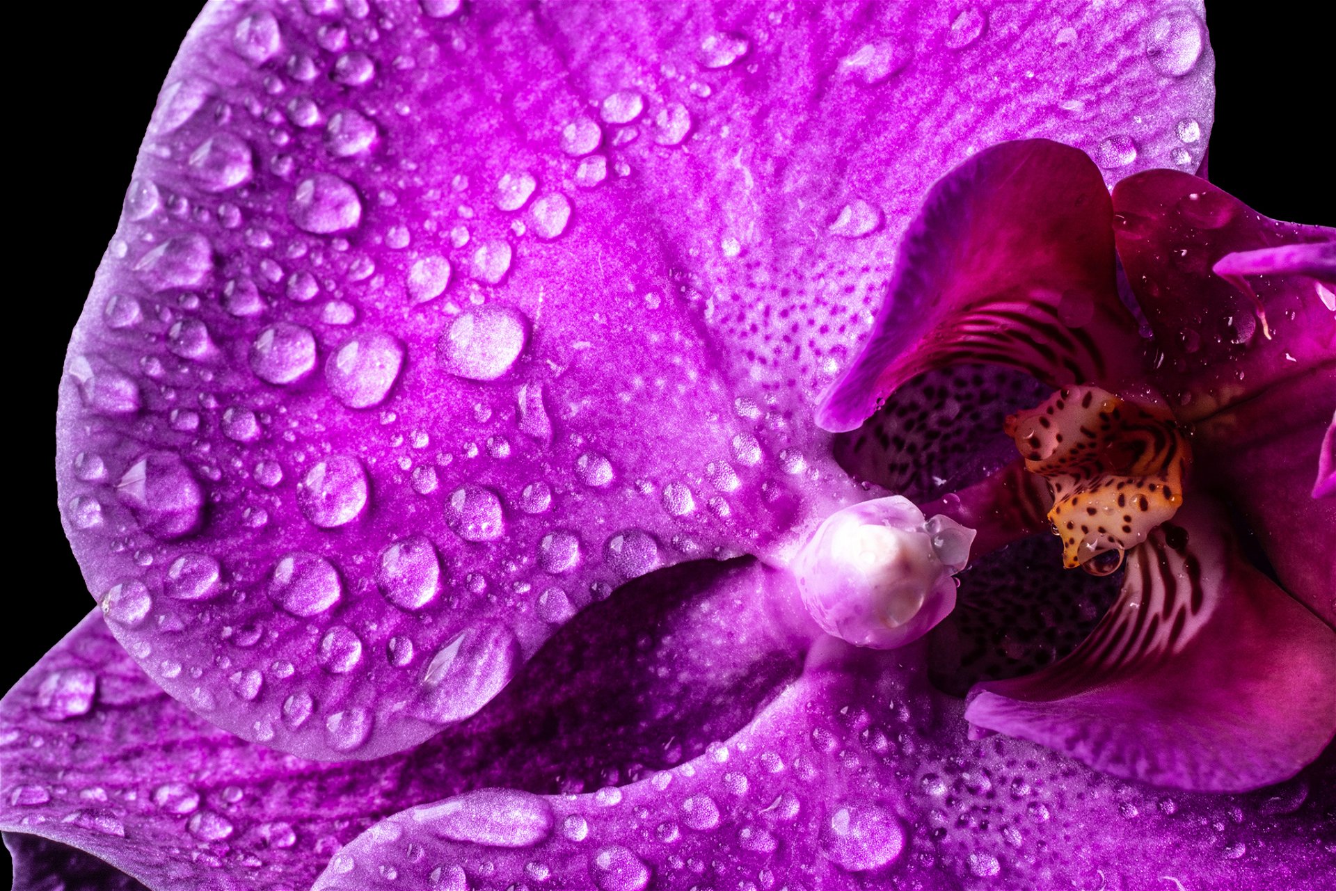 Orchidee in Magenta-Pink