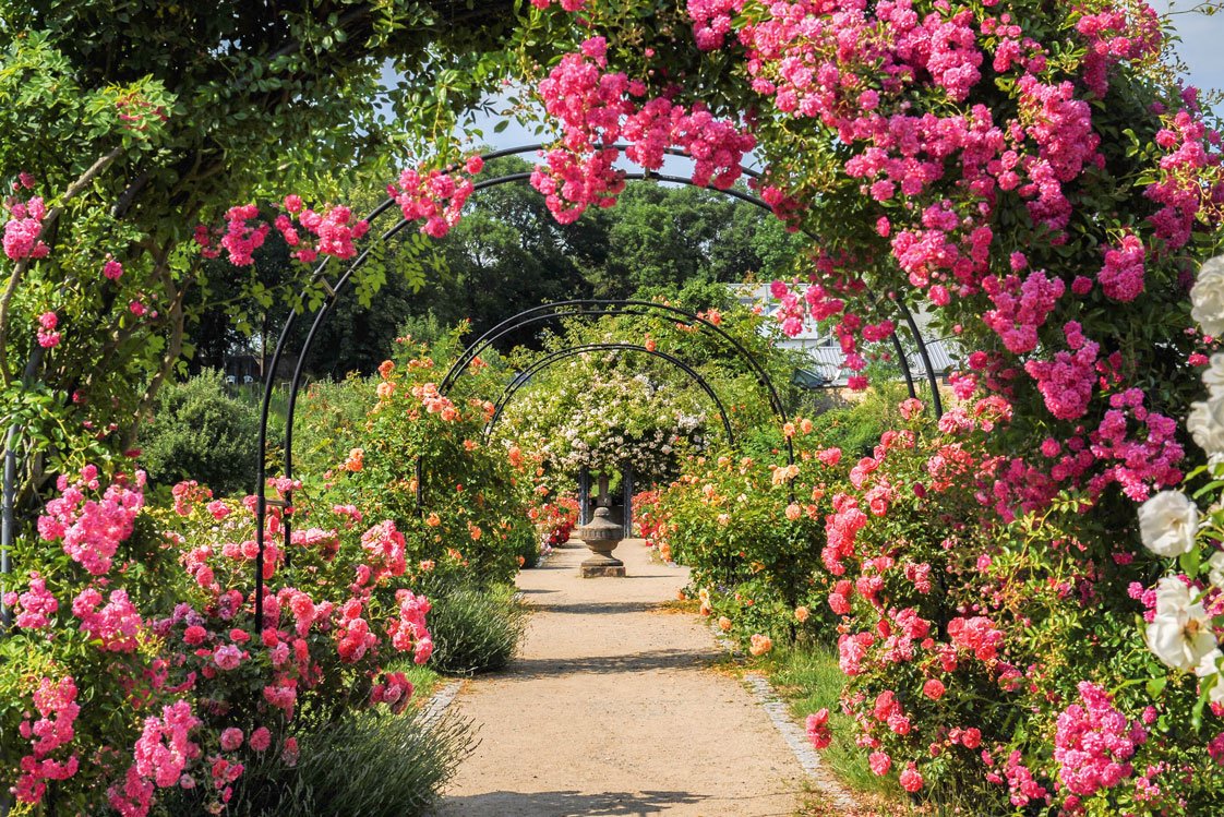 Pretty in Pink 
Ein Rosengang in Pink greift die Trendfarbe des Jahres stilvoll auf. Der Bogen schafft Struktur sowie einen offenen Raum im Garten.