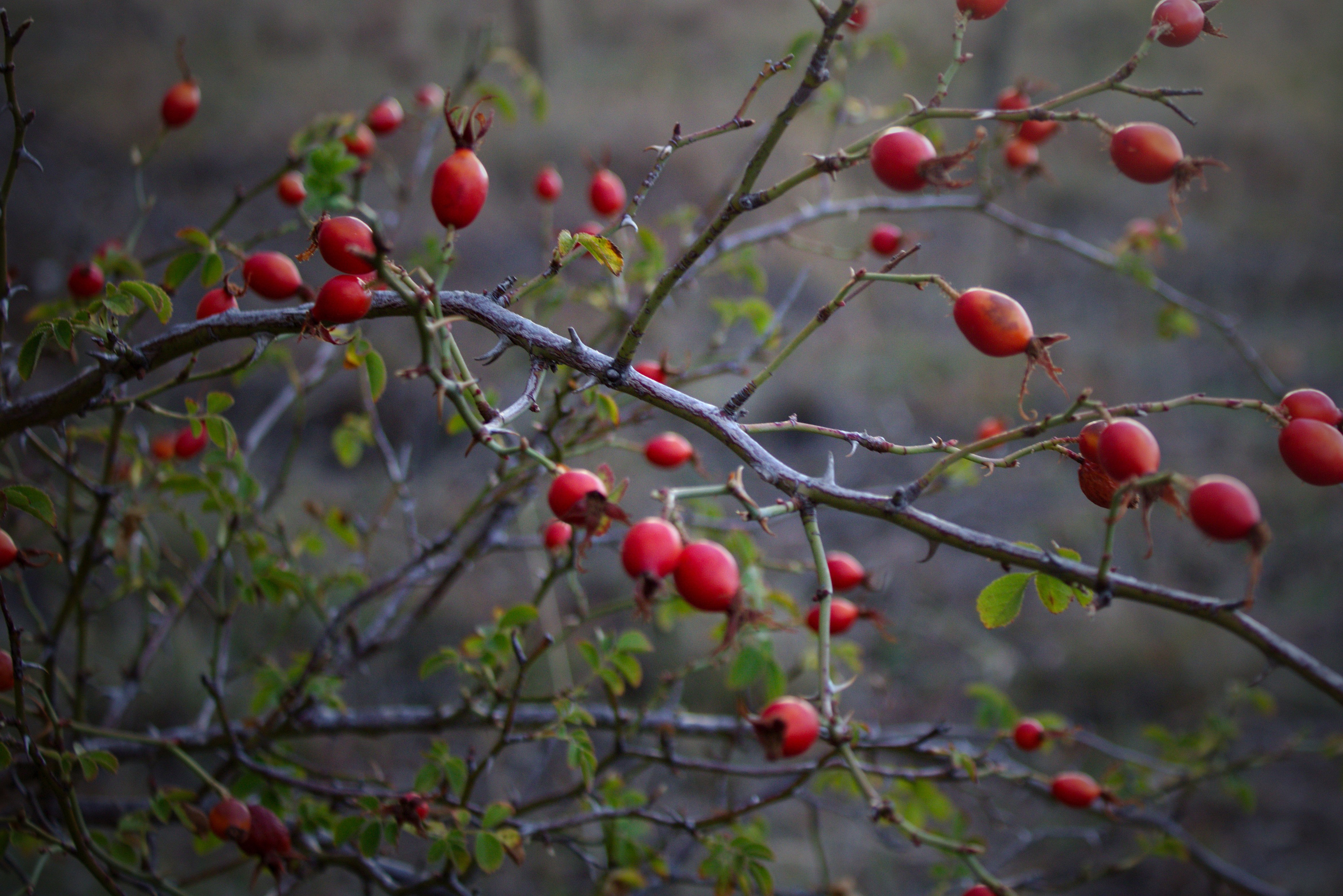 Die roten Beeren des Apfeldorns leuchten auch im Herbst und Winter,