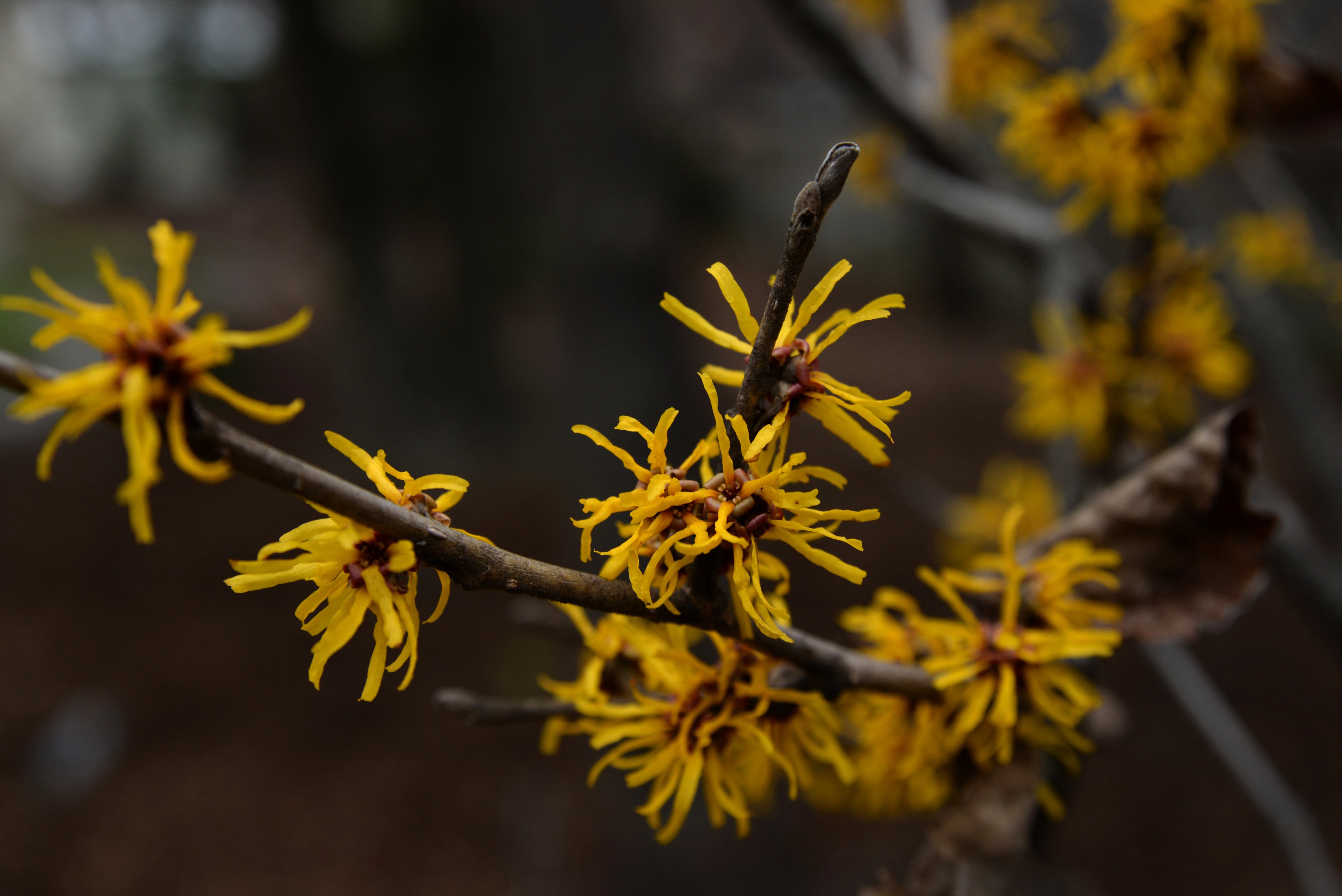 Die Blüten der Zaubernuss erstrahlen auch im Winter in einem schönen Gelb.
